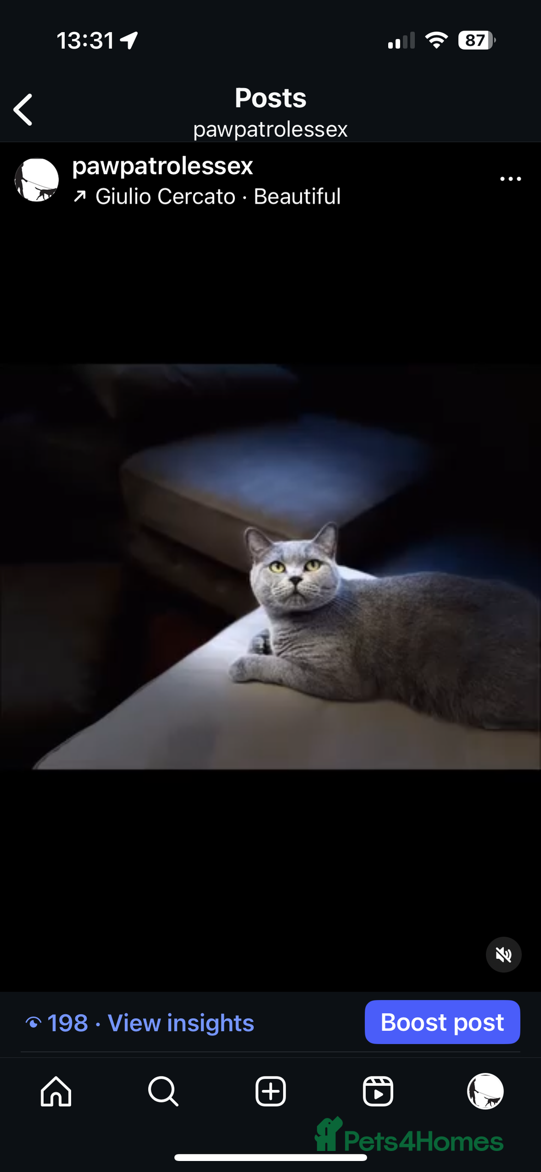 British Shorthair cats for sale: 🐾✨ Beautiful British Shorthair Cat Available ✨🐾 - Image 7
