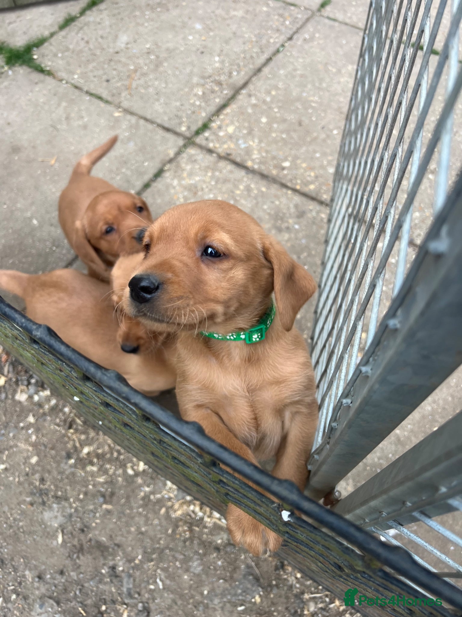 Labrador Retriever dogs Stunning Fox Red Labrador pups for sale - Advert 1