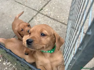 Labrador Retriever dogs Stunning Fox Red Labrador pups for sale - Advert 1
