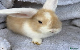 Mini Lop rabbits for sale: Pure Bred Mini Lop Babies - Advert 7