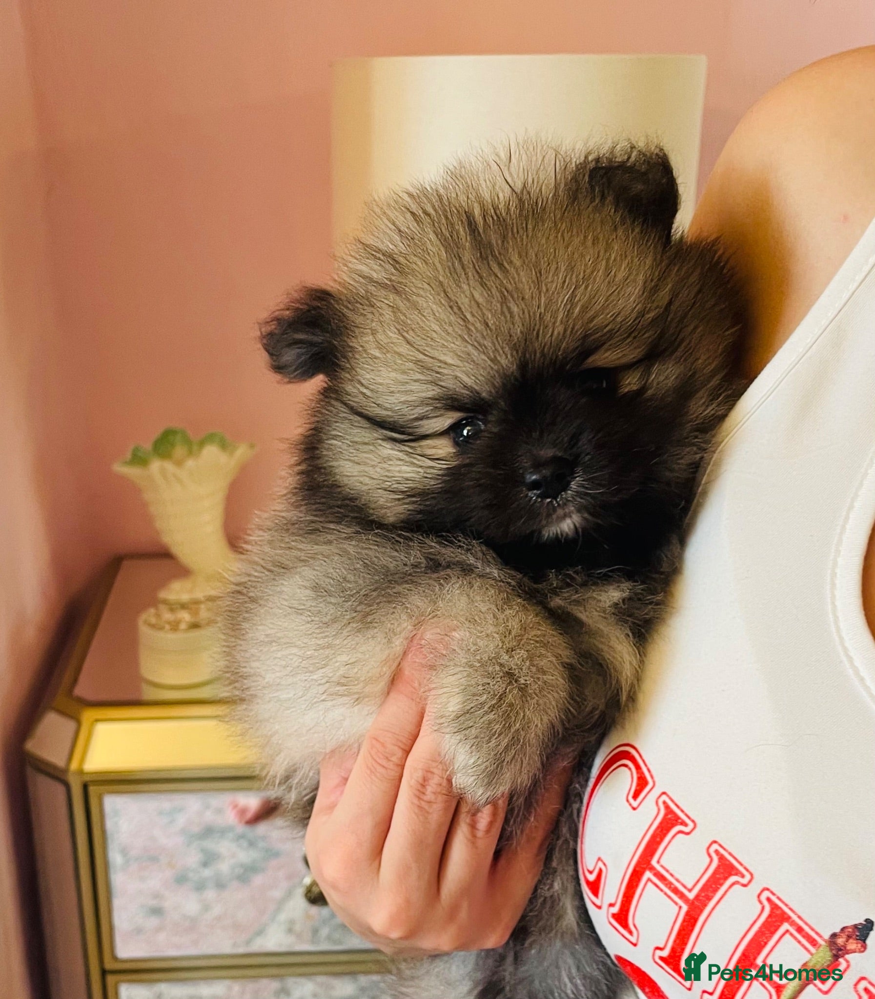 Pomeranian dogs ✨Ready now! Kc Teddy Bear Poms✨ - Advert 9