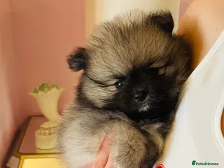 Pomeranian dogs 💙Ready now! Kc Teddy Bear Pomeranian💙 - Advert 10