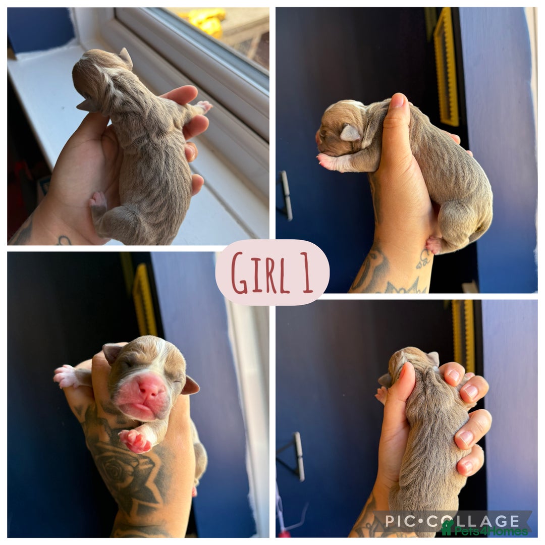 Olde English Bulldogge dogs for sale: Olde English bulldogs - Image 3