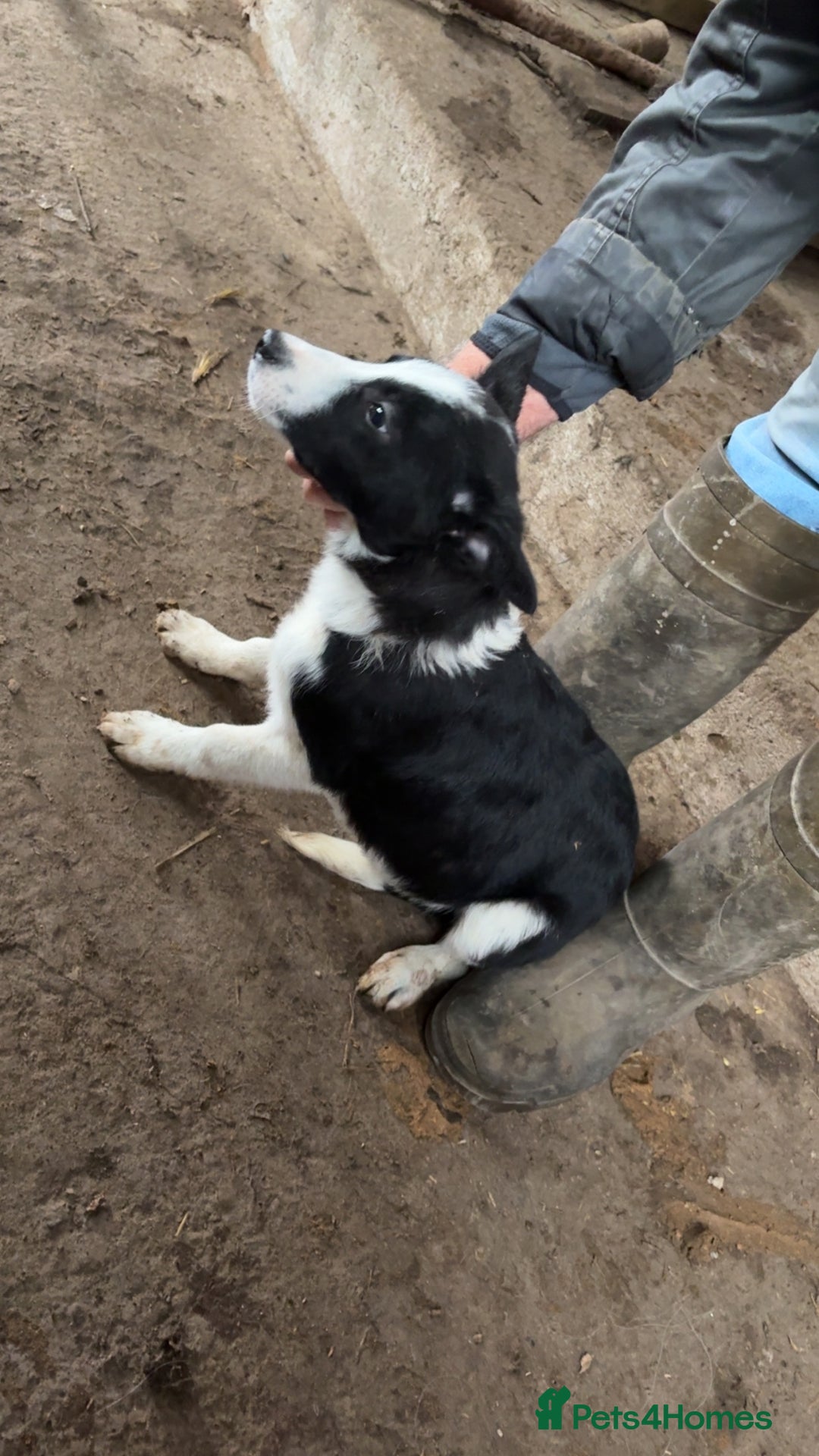 Smooth Collie dogs for sale: Collie pups for sale  - Advert 8