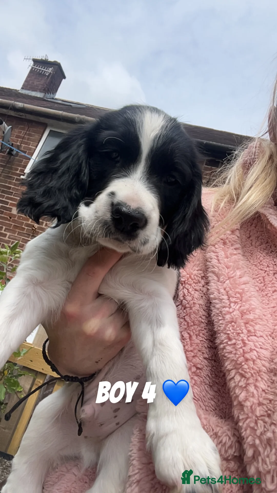 Sprocker dogs for sale: Sprocker spaniels  in Littleborough - Advert 2