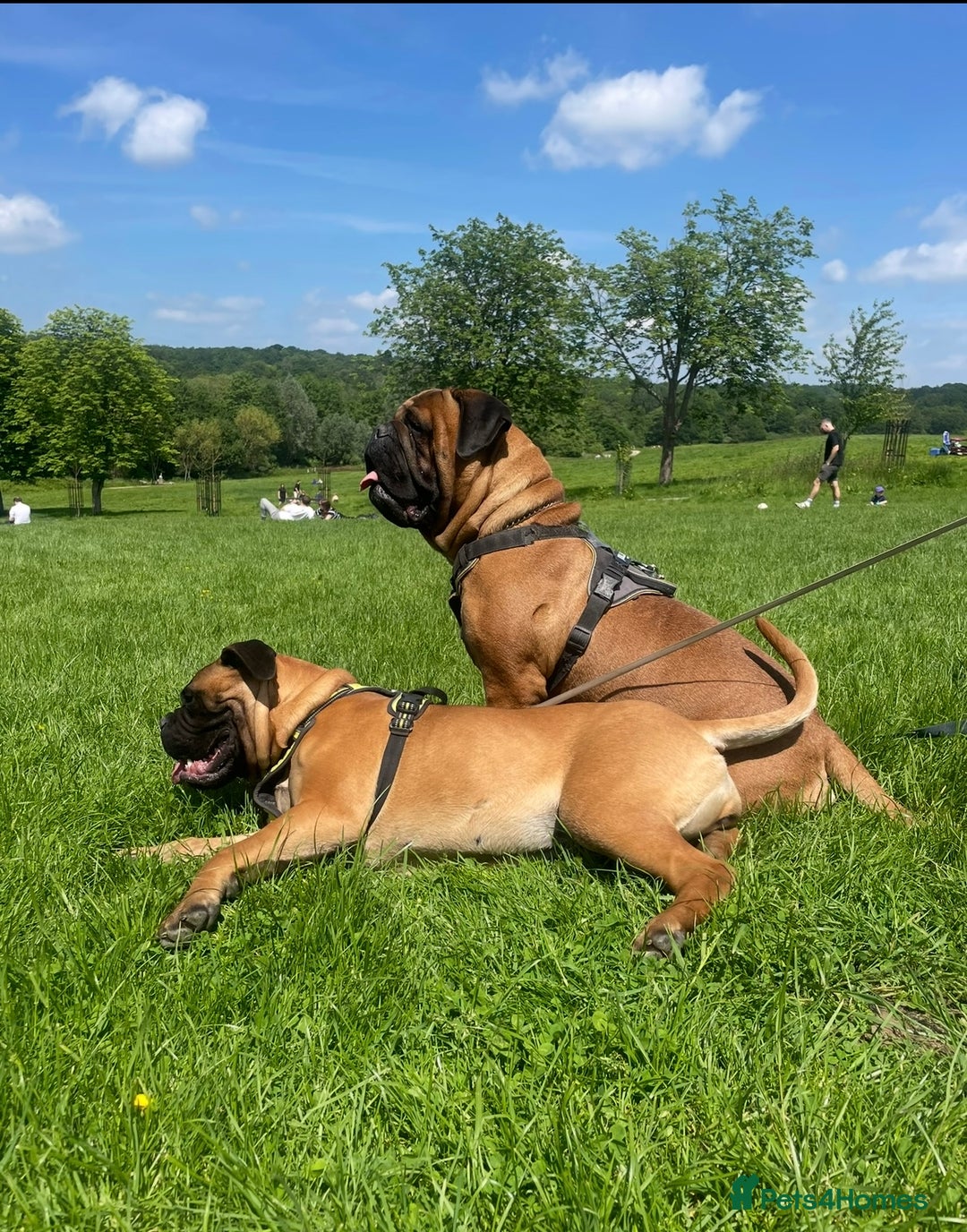 Bullmastiff dogs for sale: Beautiful Bullmastiff girl - Image 6
