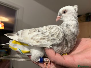 Pigeons birds Hand Reared German Owl male - Advert 2