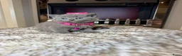 British Shorthair cats for sale: British shorthair kittens  - Advert 9