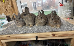 Netherland Dwarf rabbits for sale: 6 baby netherland dwarfs  - Image 2