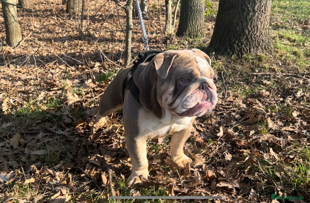English Bulldog dogs for stud: Dog for stud in Dagenham - Advert 11