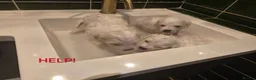 Bichon Frise dogs for sale: GORGEOUS BICHON FRISE - 🩷 3 girls  - Advert 11