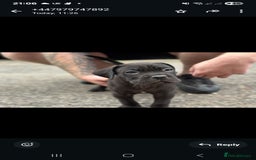 Cane Corso dogs for sale: Last 3 of the 10 cane cane corso puppys left  - Image 27