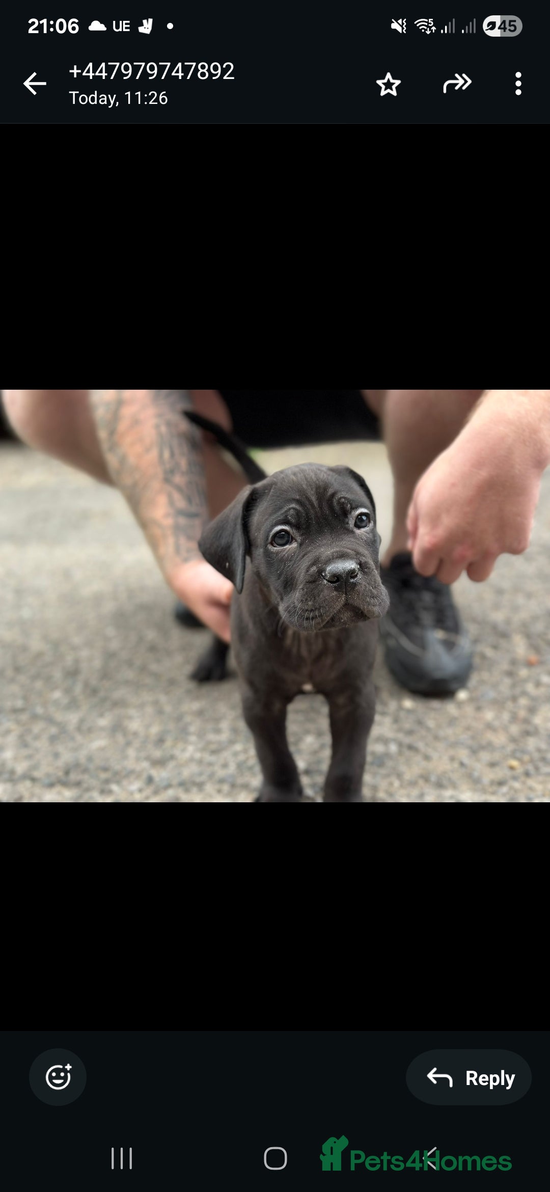 Cane Corso dogs for sale: Last 3 of the 10 cane cane corso puppys left  - Image 27