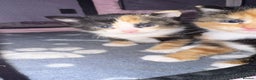 Mixed Breed cats for sale:  Beautiful tortoise shell half maincoon kittens  - Advert 21
