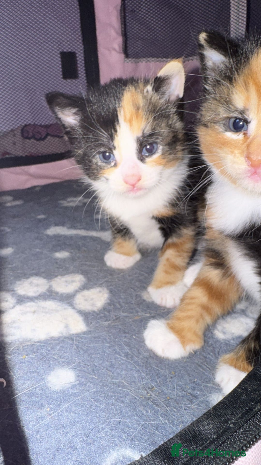 Mixed Breed cats for sale:  Beautiful tortoise shell half maincoon kittens  - Advert 21