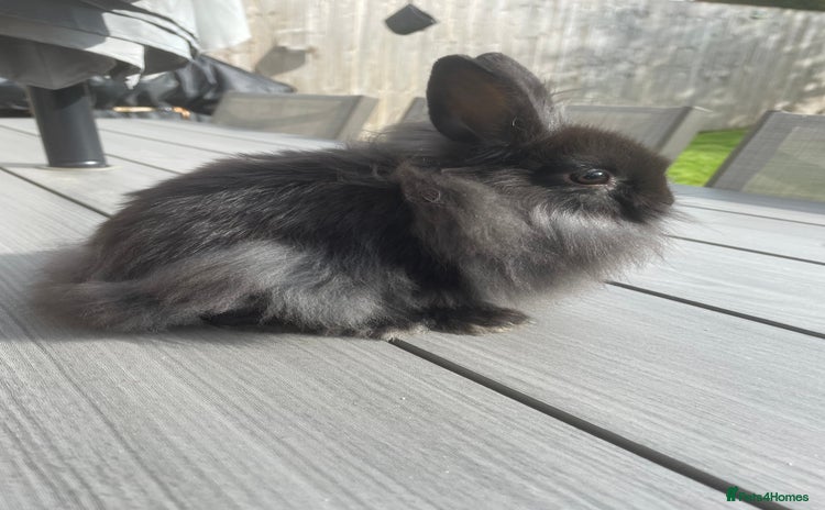 Lionhead rabbits - Advert 3
