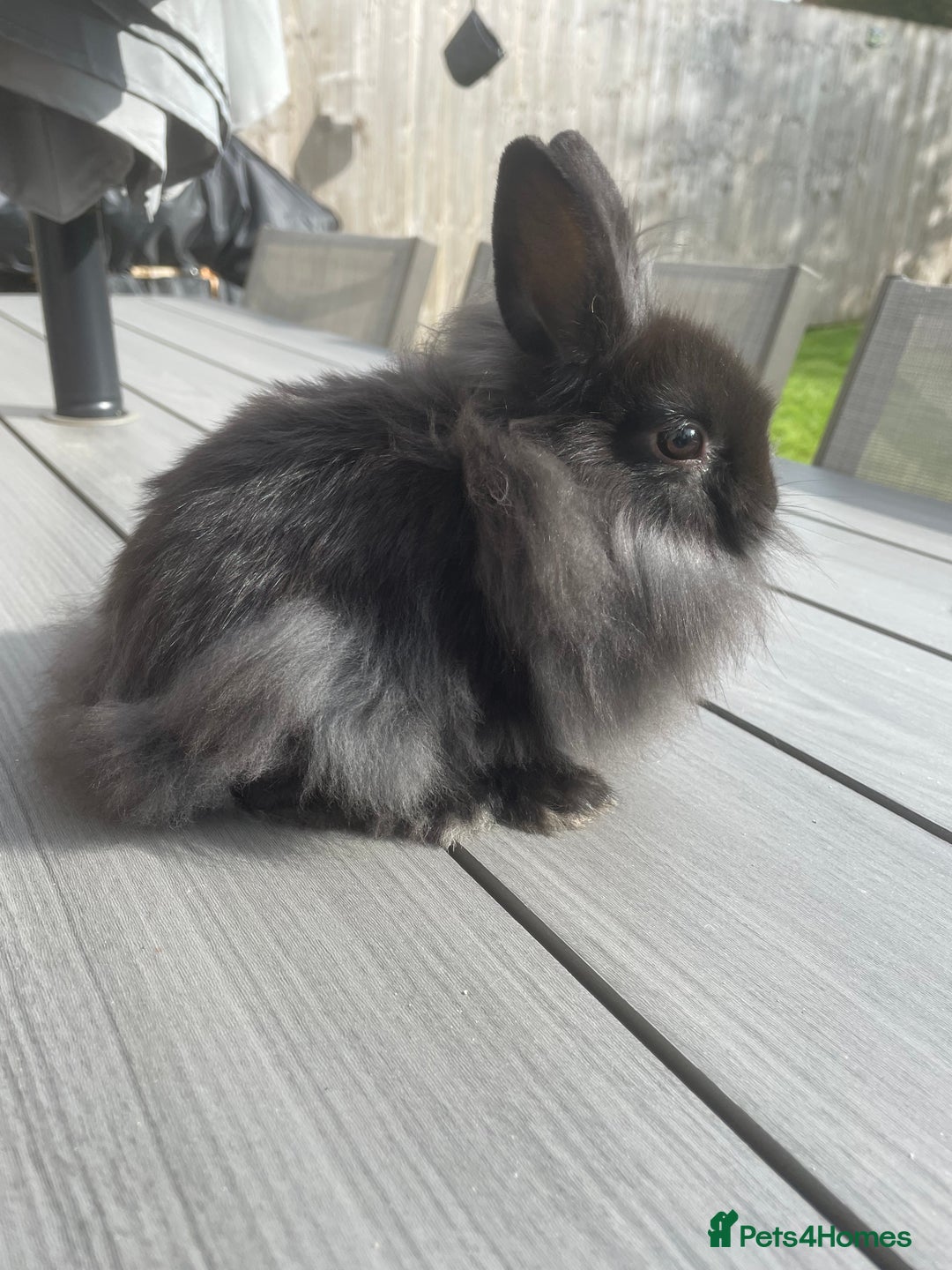 Lionhead rabbits for sale: 1 x male lionhead  - Image 1
