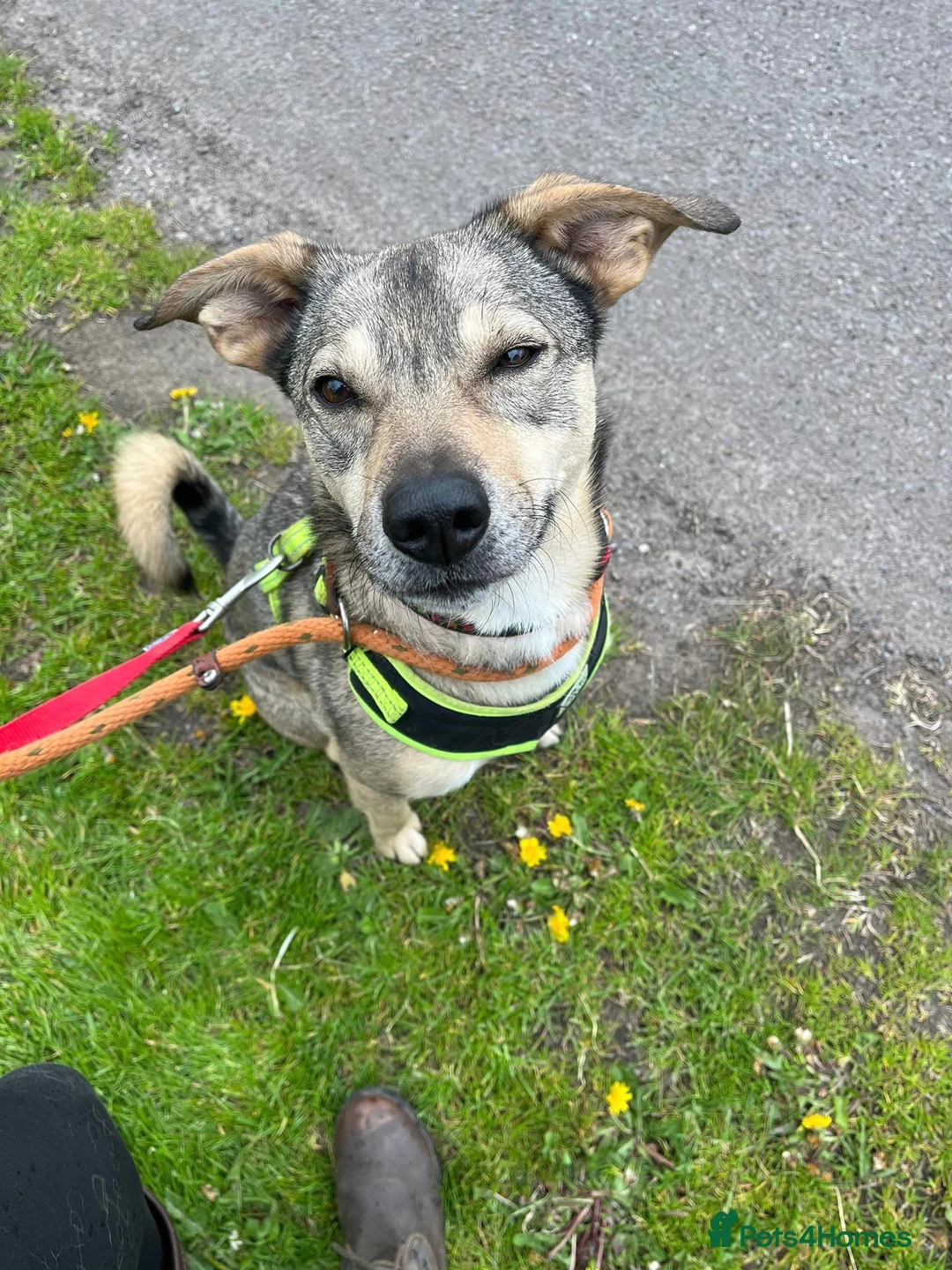 Mixed Breed dogs for adoption: Meet Archie, currently residing in Cheshire. in Nantwich - Advert 3