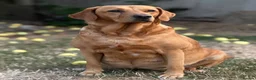 Labrador Retriever dogs for sale: Labrador Retriever puppies - Advert 3