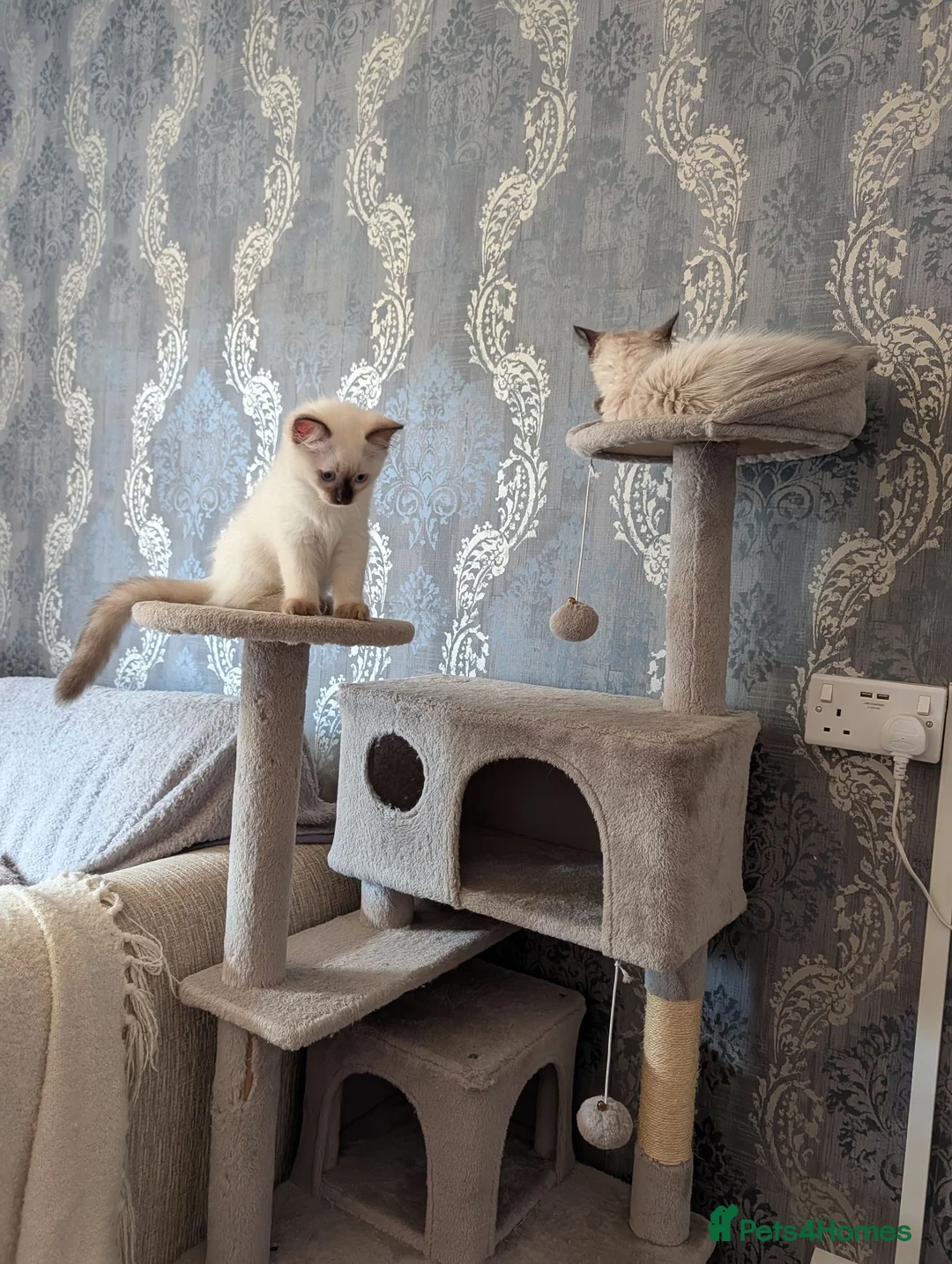 Ragdoll cats for sale: Ready to leave NOW discount price - Advert 2