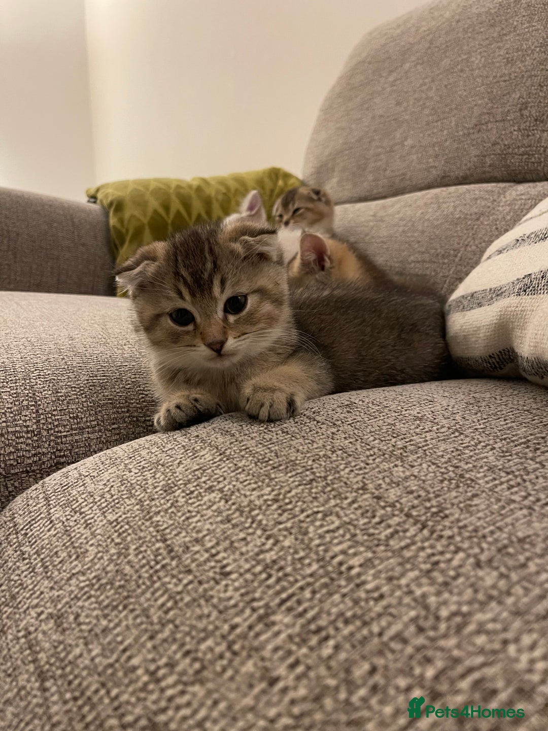 Scottish Fold cats for sale: ✨ STUNNING SCOTTISH FOLD KITTENS ✨ - Advert 9