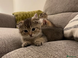 Scottish Fold cats ✨ STUNNING SCOTTISH FOLD KITTENS ✨ - Advert 10