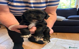 Cocker Spaniel dogs for sale: Beautiful working cocker spaniel puppies  - Image 5