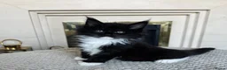 Maine Coon cats for sale: Polydactyl Maine coon kittens  - Advert 18