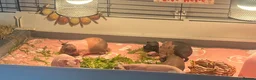 Guinea Pig rodents for sale: Beautiful skinny pig girls  - Advert 2