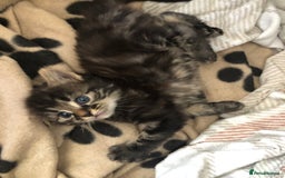 Bengal cats for sale: Kittens for sale  in Maesteg - Image 4