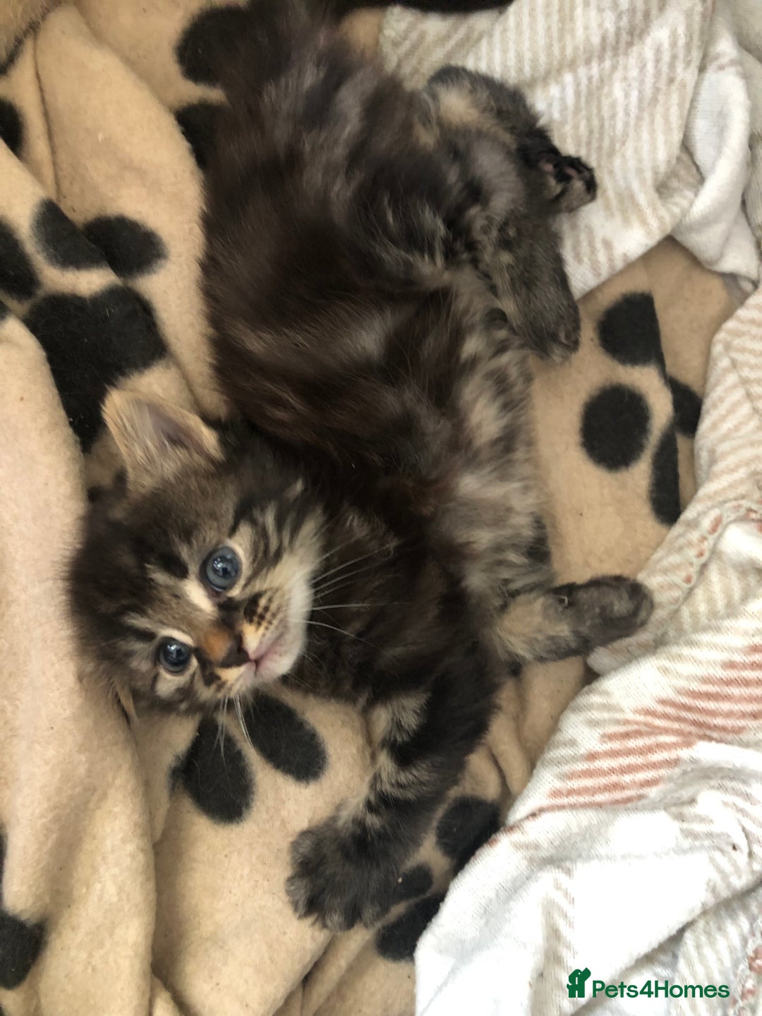 Bengal cats for sale: Kittens for sale  in Maesteg - Image 4