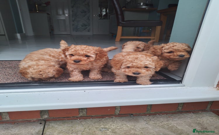 Toy Poodle dogs - Advert 9