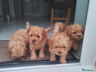 Toy Poodle dogs - Advert 36