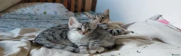 Savannah cats for sale: Adorable silver spotted Savannah SBT kittens - Advert 13