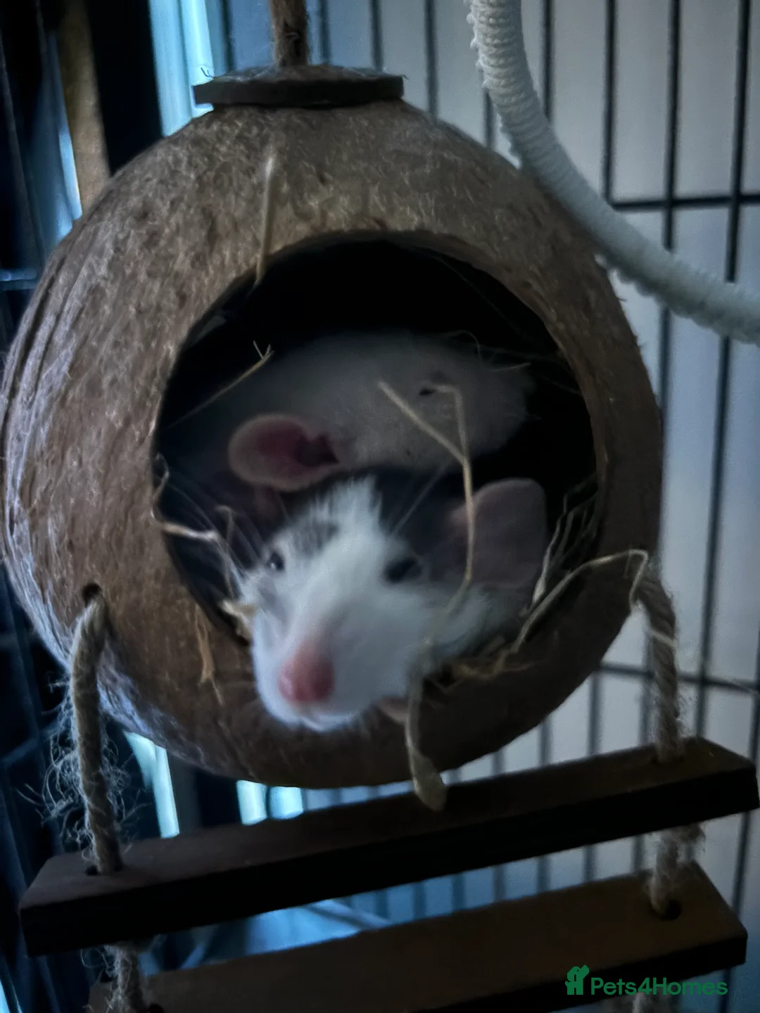 Rat rodents for sale: Female rats  - Advert 1