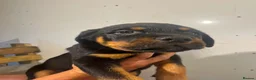 Rottweiler dogs for sale: Rottweiler Puppies Pure Breed in Halifax - Advert 2