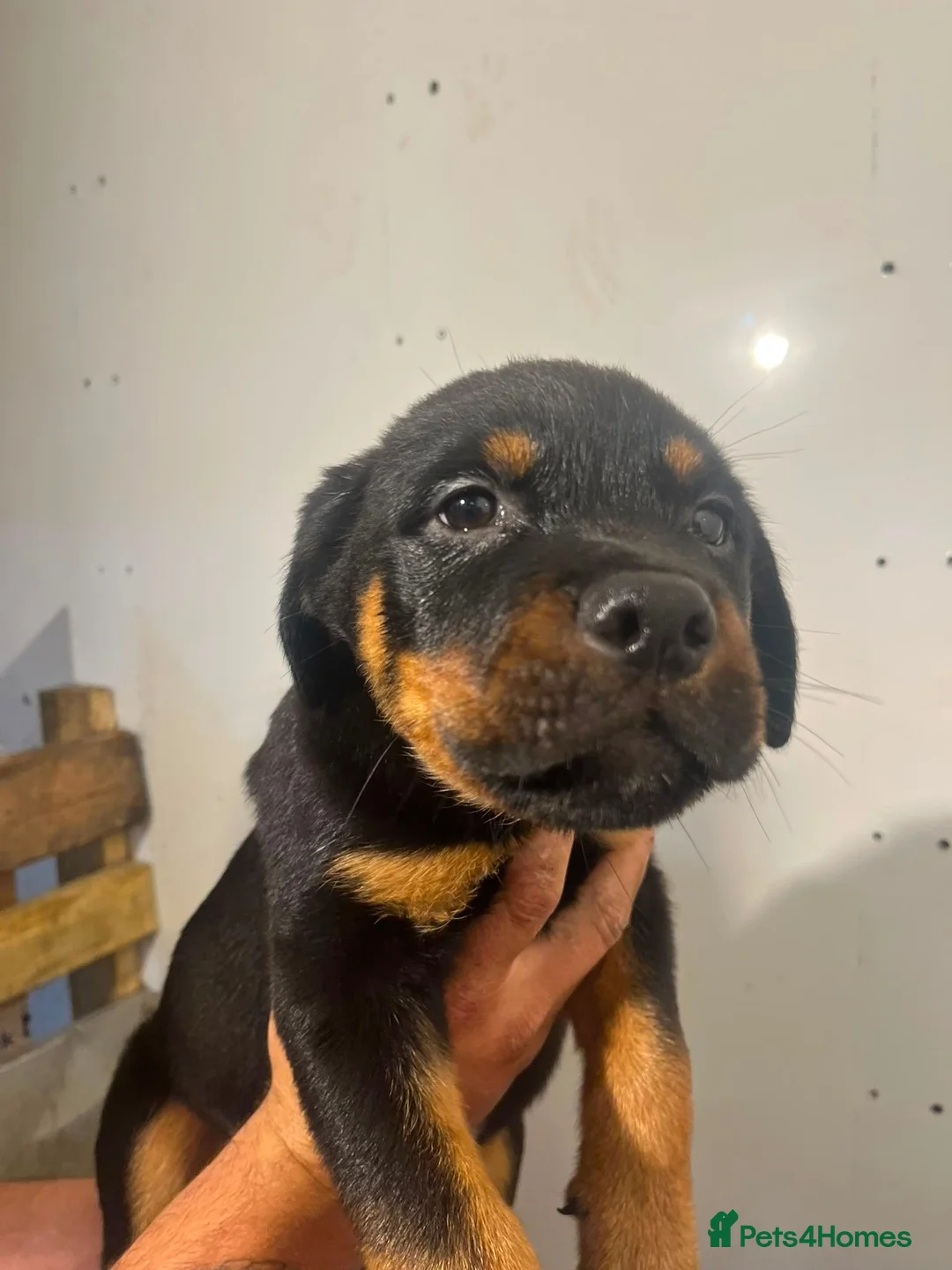 Rottweiler dogs for sale: Rottweiler Puppies Pure Breed in Halifax - Advert 2