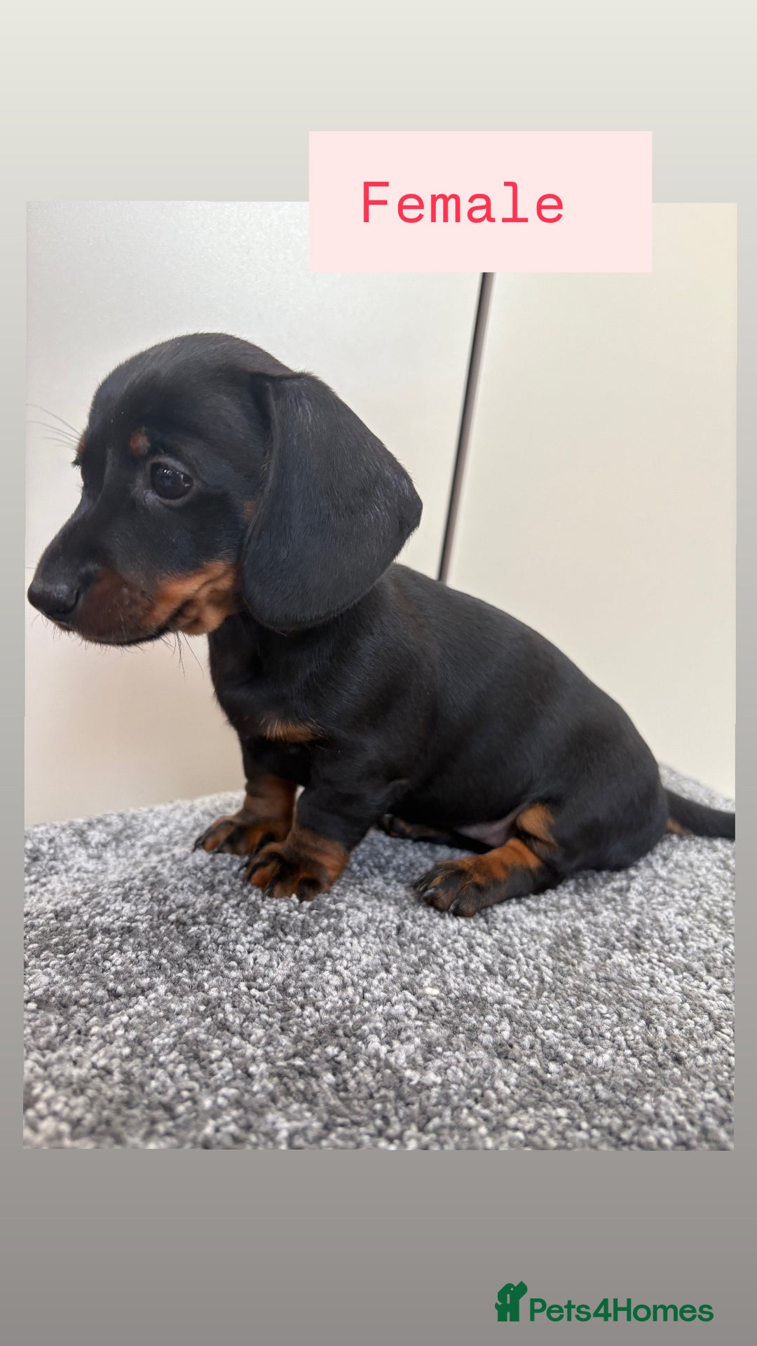 Miniature Dachshund dogs for sale: Black & Tan Minature Dachshunds⭐️ in Leicester - Image 1