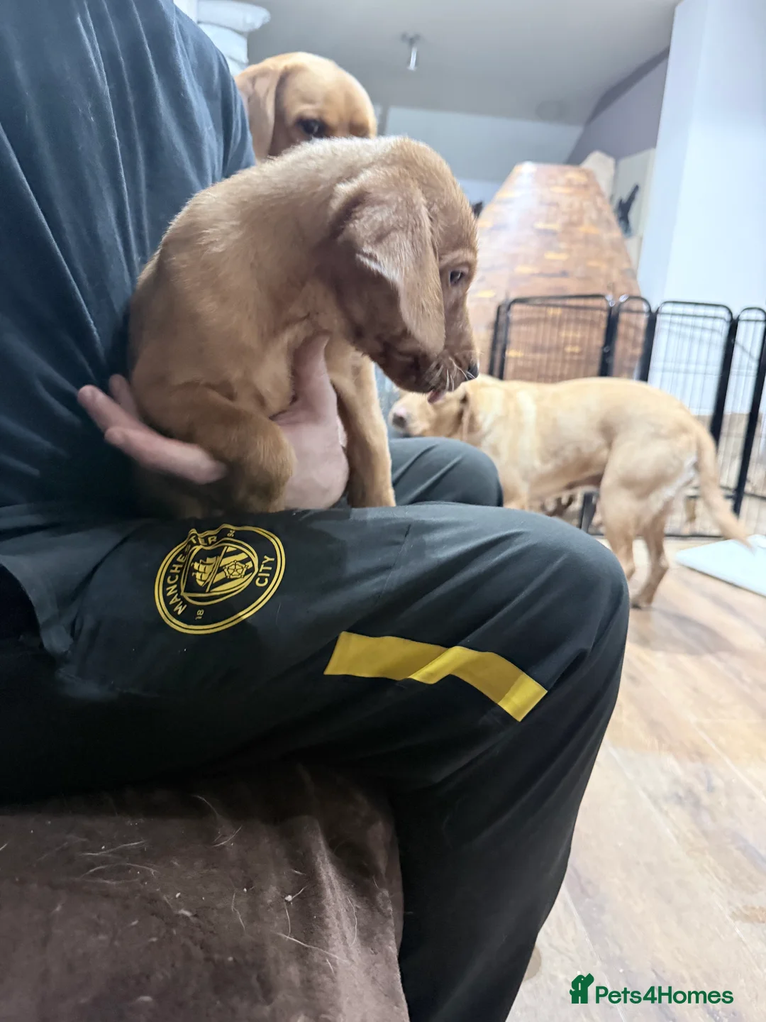 Labrador Retriever dogs for sale: KC Breeder Fox Red Labrador Puppies for sale. - Advert 9