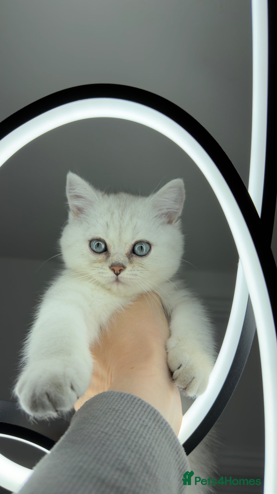 Scottish Fold cats for sale: Scottish straight male - Advert 3