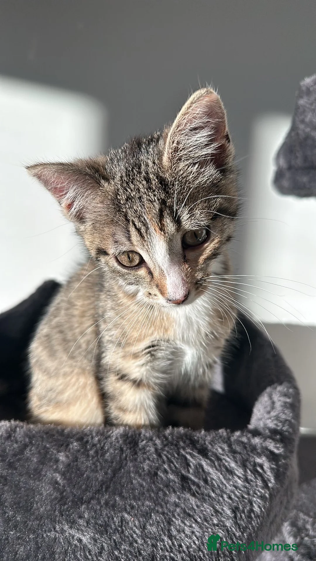 Mixed Breed cats for sale: Beautiful, Healthy Kitten– Ready for Forever Home - Advert 3