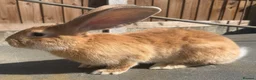 Continental Giant rabbits for sale: Giant ready to go now 12 weeks old  - Advert 10