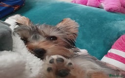 Yorkshire Terrier dogs for sale: Female Yorkshire Terrier  - Image 4