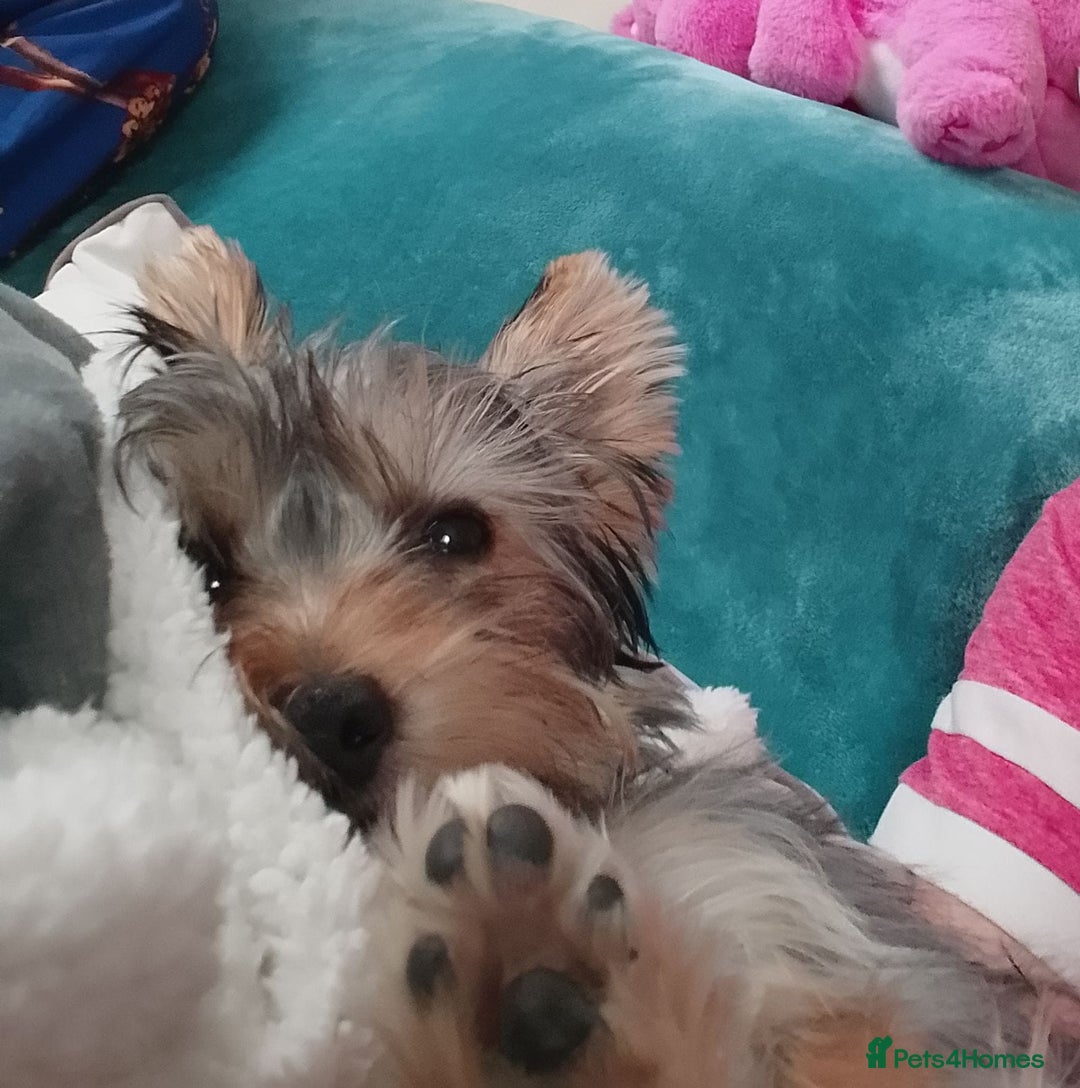 Yorkshire Terrier dogs for sale: Female Yorkshire Terrier  - Image 4