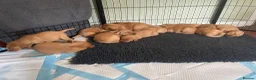 Labrador Retriever dogs for sale: Beautiful Fox Red Labrador Puppies  in Grantham - Advert 2