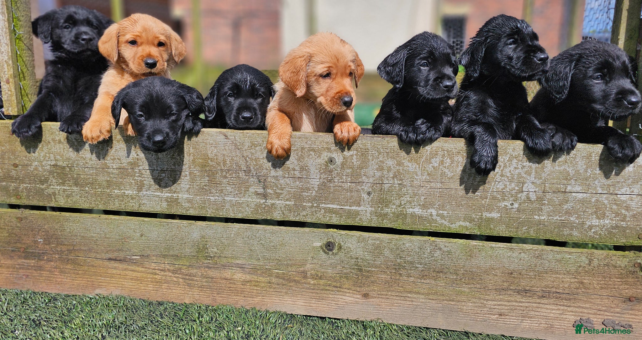 Labrador Retriever dogs Outstanding Labrador GUNDOG labrador puppies  - Advert 1