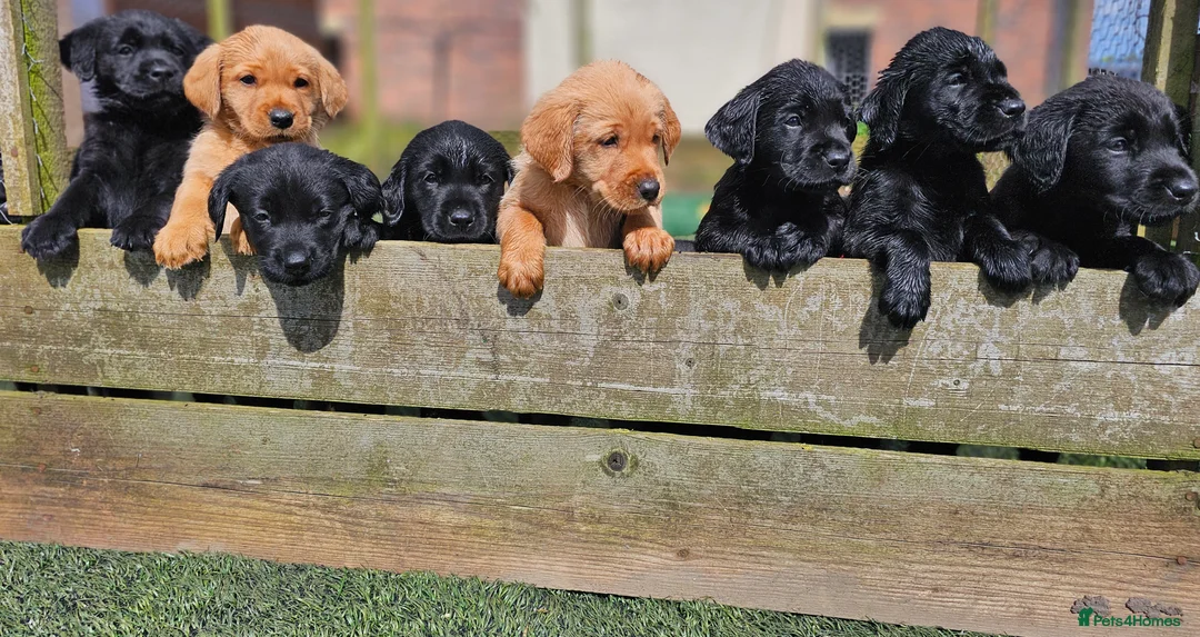 Labrador Retriever dogs for sale: Outstanding Labrador GUNDOG labrador puppies  - Advert 1