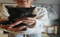 Maine Coon cats for sale: Half maine coon kittens - Image 5