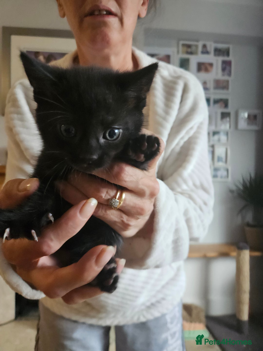 Maine Coon cats for sale: Half maine coon kittens - Image 5