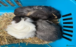 Guinea Pig rodents for sale: Baby male guinea pigs - Image 3